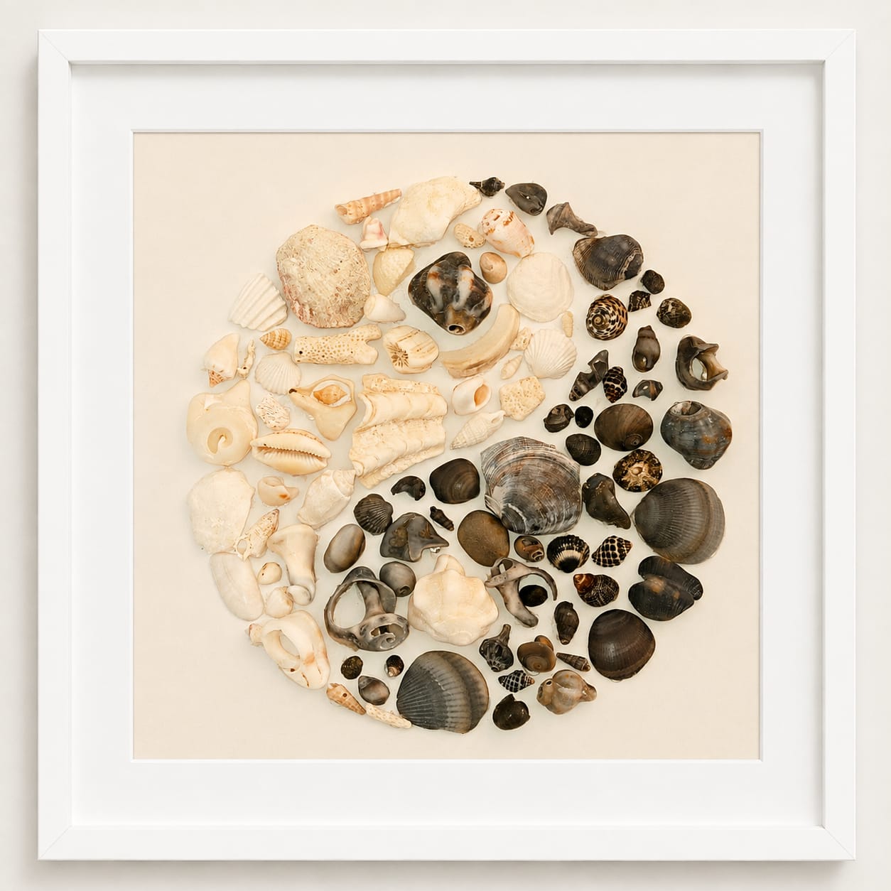 Seashell Yin Yang